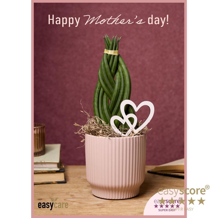<h4>SANSEVIERIA CYLINDRICA</h4>