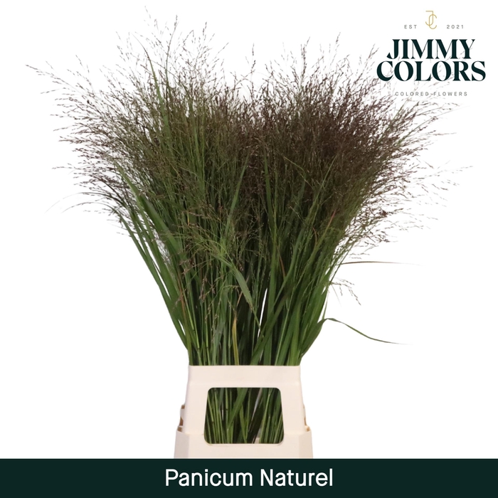 <h4>Panicum Naturel Naturel</h4>