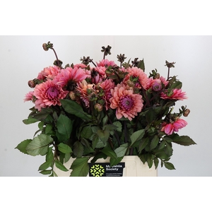 Dahlia Sweet Sanne