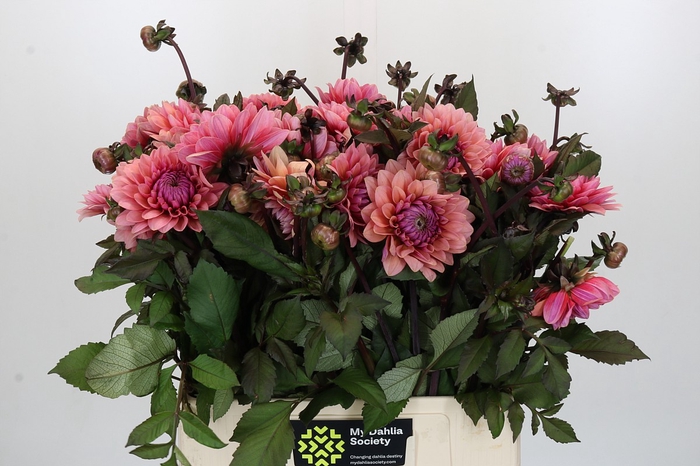 Dahlia Sweet Sanne