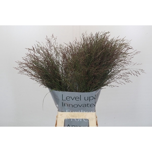 Panicum Virgatum Warrior