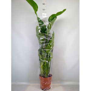 Strelitzia nicolai