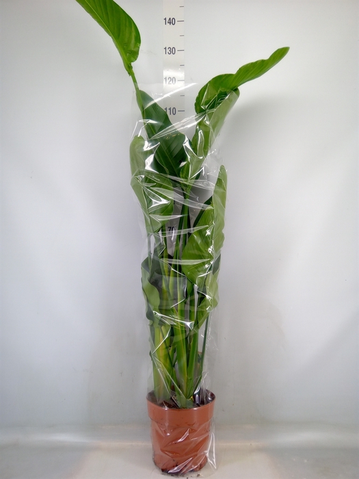 <h4>Strelitzia nicolai</h4>