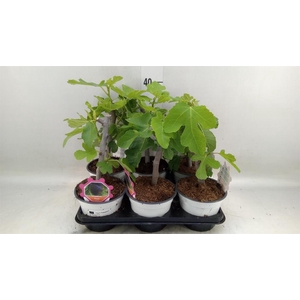 Ficus carica