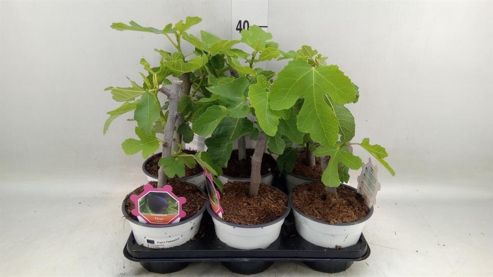 <h4>Ficus carica</h4>