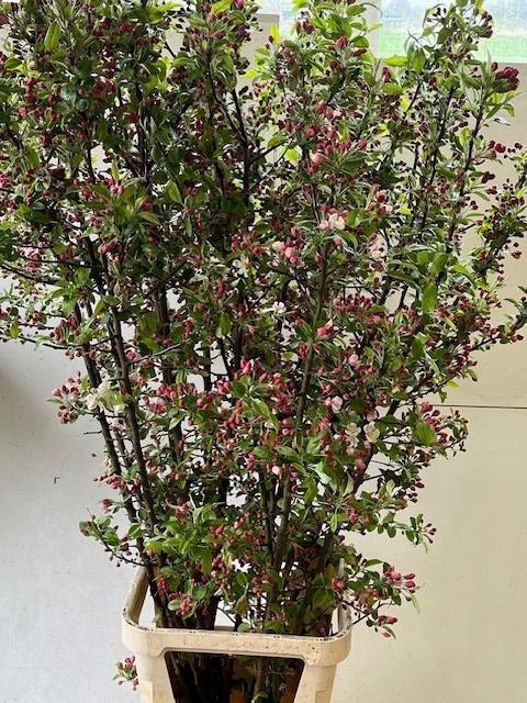 <h4>MALUS RED SENTINEL</h4>