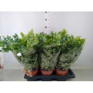 Phlebodium aureum 'Davana'