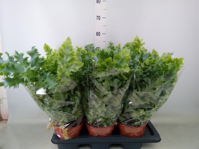 <h4>Phlebodium aureum 'Davana'</h4>