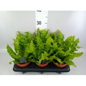 Asplenium nidus 'Crispy Wave'