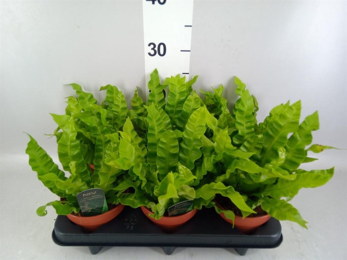 <h4>Asplenium nidus 'Crispy Wave'</h4>