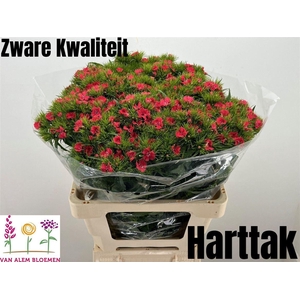 Di Barb S Will Coral