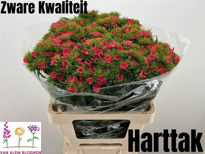 <h4>Di Barb S Will Coral</h4>