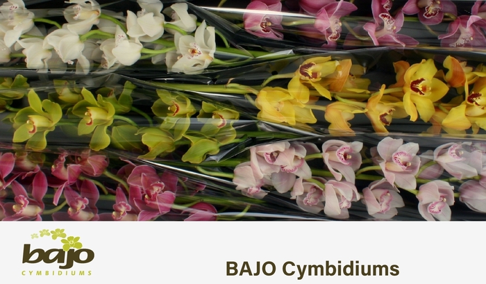 <h4>CYMB T GEM</h4>