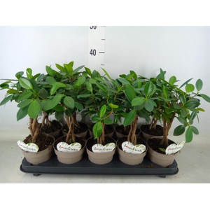 Ficus microcarpa 'Maya'