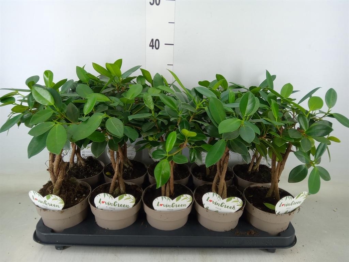 <h4>Ficus microcarpa 'Maya'</h4>