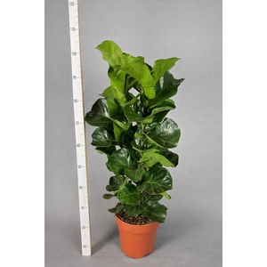 FICUS LYRATA BAMBINO