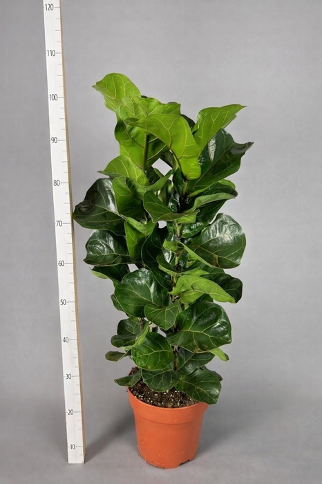 <h4>FICUS LYRATA BAMBINO</h4>