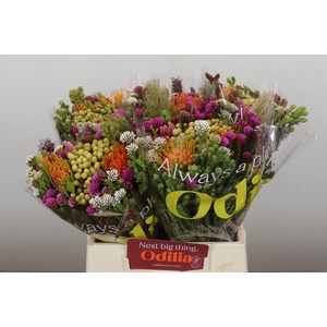 BQ Kaaps Groen Rivermix