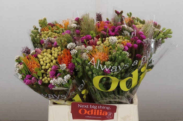 BQ Kaaps Groen Rivermix