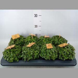 Callisia repens 'Turtle'