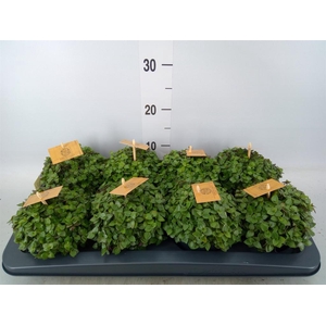 Callisia repens 'Turtle'