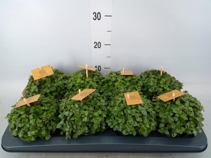 <h4>Callisia repens 'Turtle'</h4>