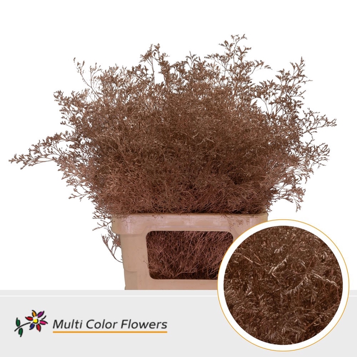 <h4>Limonium Beltlaard Koper</h4>