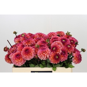 Dahlia Daisy Duke
