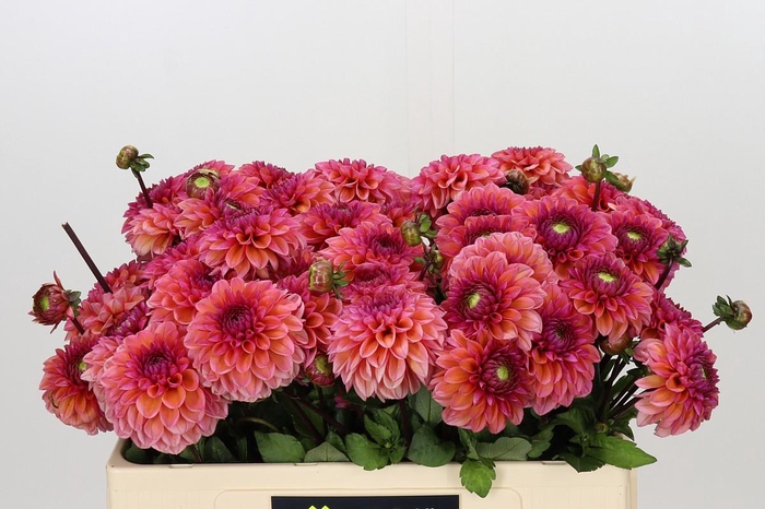 <h4>Dahlia Daisy Duke</h4>