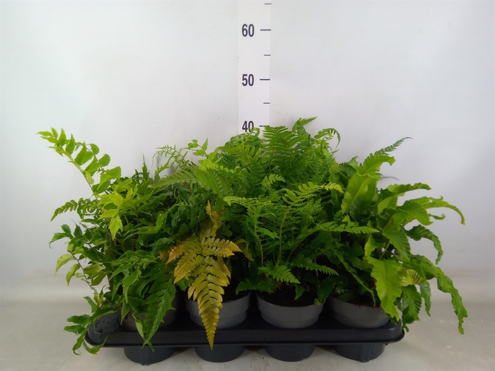 <h4>Ferns   ...mix</h4>