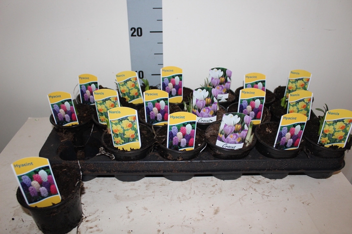 <h4>BOLBLOEMEN GEM</h4>