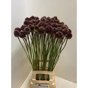 ALLIUM RED MOHICAN