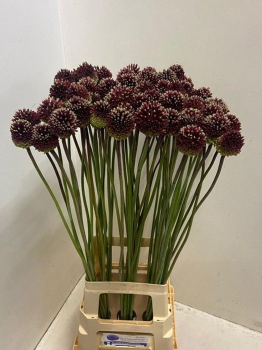 <h4>ALLIUM RED MOHICAN</h4>