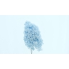 Dried Bleached Hydrangea Tower Light Blue XXL