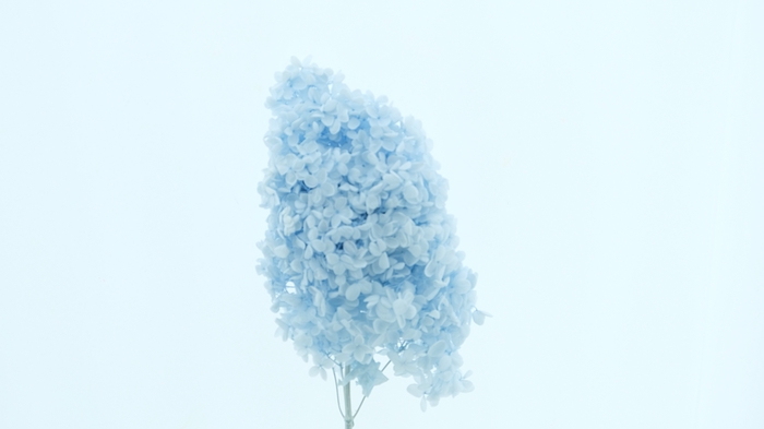 Dried Bleached Hydrangea Tower Light Blue XXL