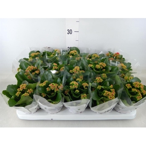 Kalanchoe blos. 'Calandiva Rubio'