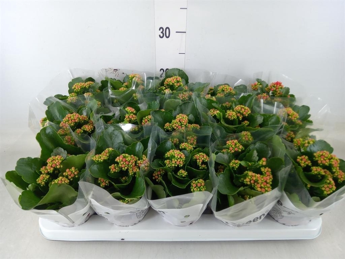 <h4>Kalanchoe blos. 'Calandiva Rubio'</h4>