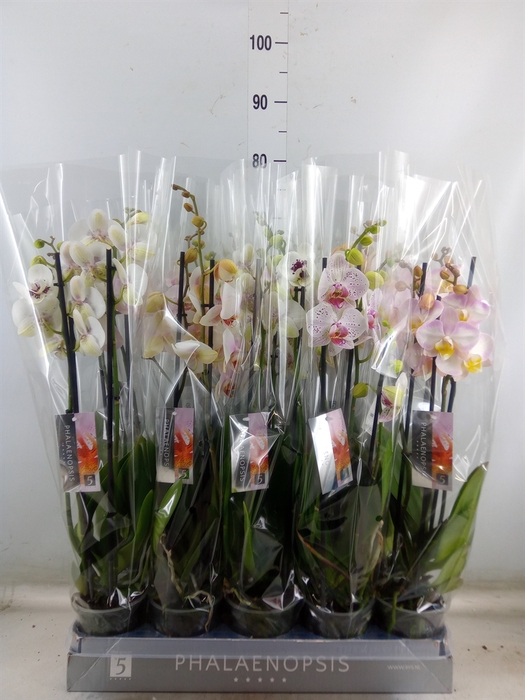 <h4>Phalaenopsis   ...white</h4>