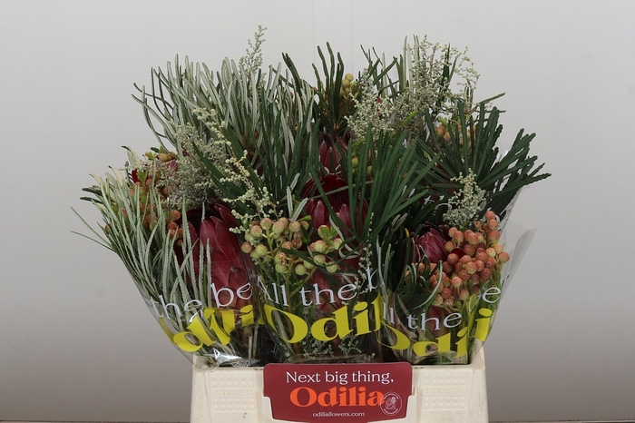 <h4>PROTEA PER BOS</h4>