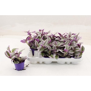 Tradescantia albiflora Nanouk 7Ø 7cm