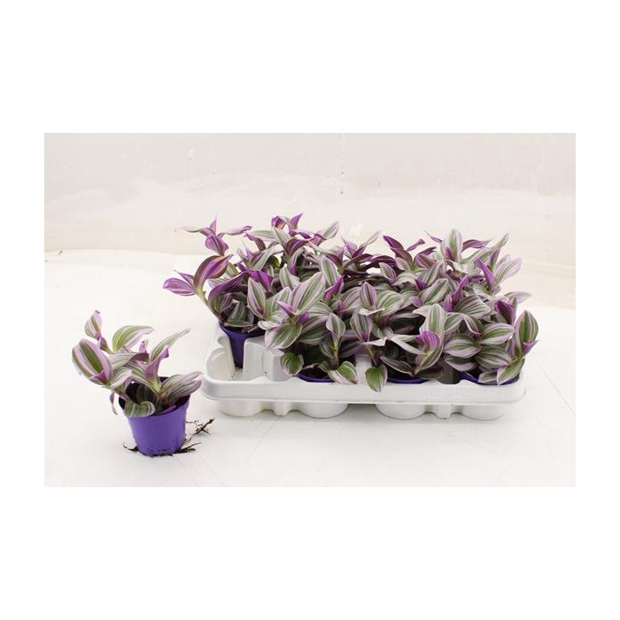 <h4>Tradescantia albiflora Nanouk 7Ø 7cm</h4>