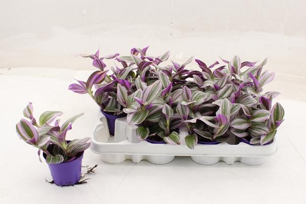 Tradescantia albiflora Nanouk 7Ø 7cm