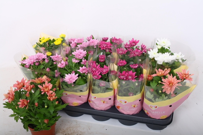 <h4>CHRYS GEVULDBL GEM</h4>