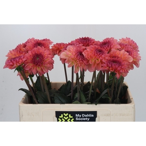 Dahlia Chanel