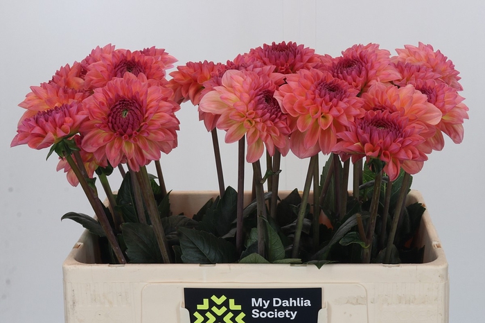 <h4>Dahlia Chanel</h4>