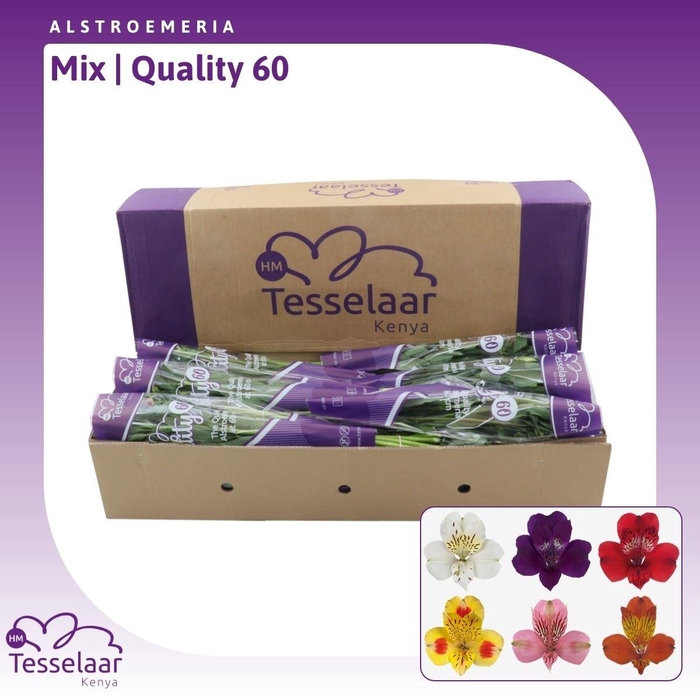 <h4>Alstroemeria Mix | Quality 60</h4>