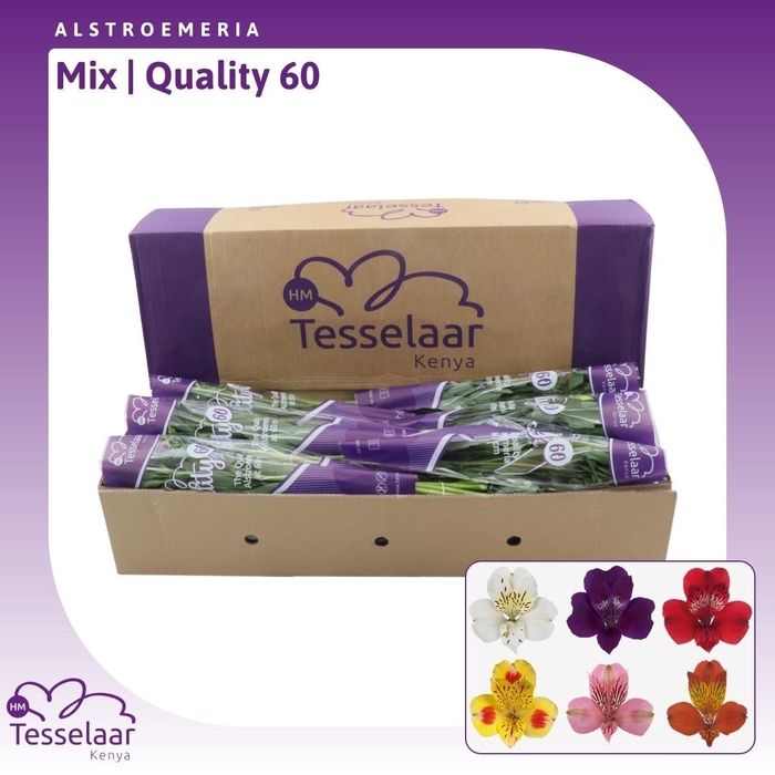 <h4>Alstroemeria Mix | Quality 60</h4>