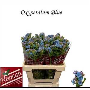 Oxy Co Tan Pure Blue