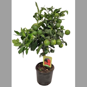 CITR LIMETTA