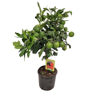 CITR LIMETTA